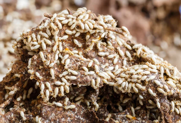 Paper eaten by termite — Stock Photo, Image