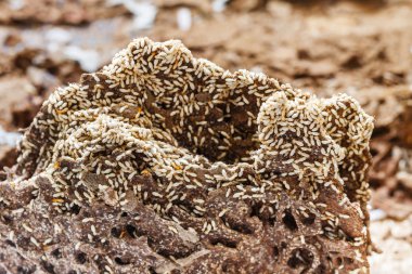 Termit tarafından yemiş kağıt