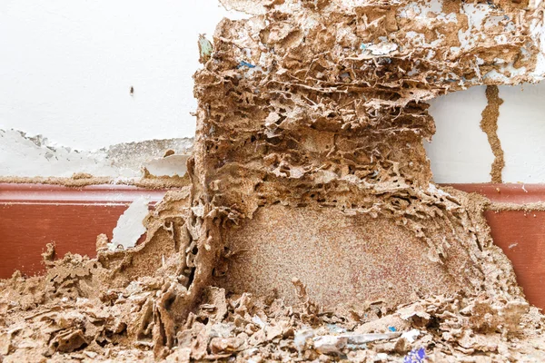 Papier opgegeten door termiet — Stockfoto