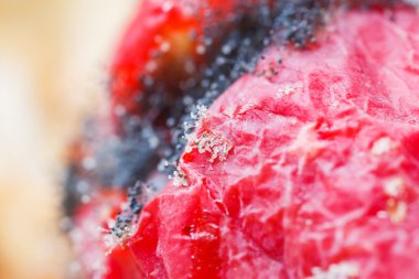 Büyüyen kalıp mantar 