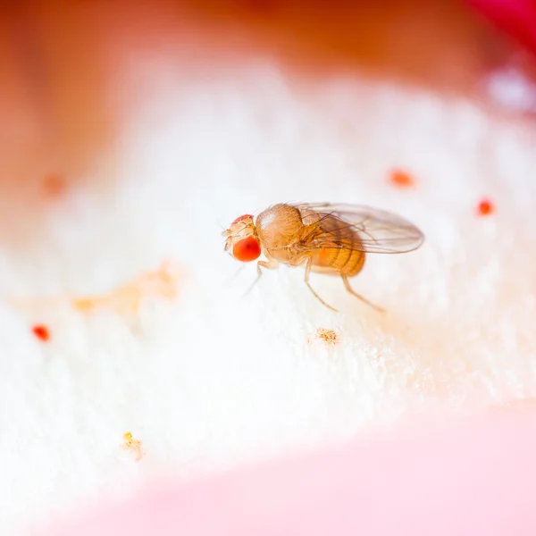 New born fruit fly — Stock Photo, Image