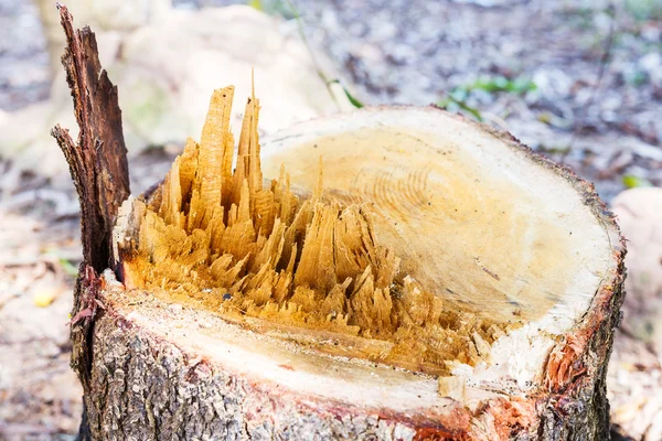 Baumstumpf im Garten — Stockfoto