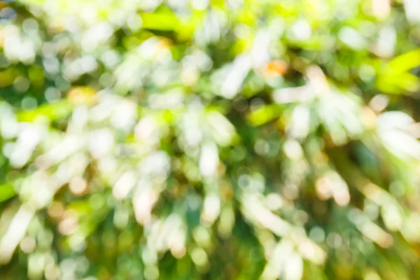 Natur grünes Konzept verschwimmt Hintergrund — Stockfoto