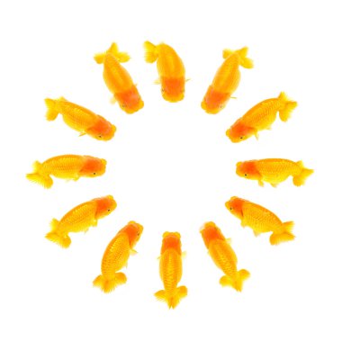 Turuncu renk ranchu balık - kafa içinde