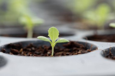 Yakın plan küçük çünkü marul sebze tohumu tepside tohum, doğal çiftlikte organik ekme hazırlığı