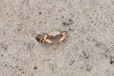 Closeup sentinel crab, Macrophthalmus erato on muddy mangrove forest