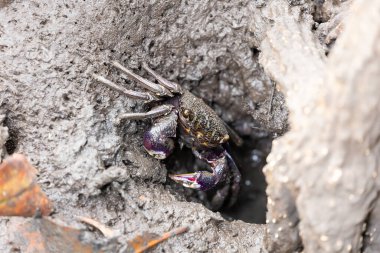 Closeup mangrove crab, episesarma mederi on muddy in mangrove forest