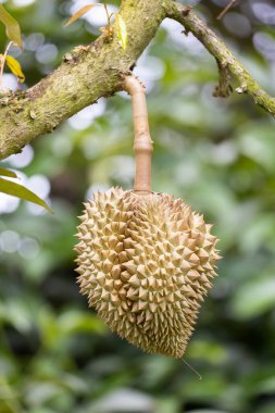 Ağaçta Monthong Durian, Tayland 'ın meyve kralı.