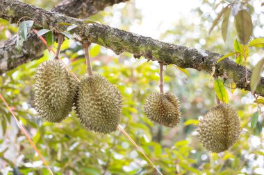 Ağaçta Monthong Durian, Tayland 'ın meyve kralı.