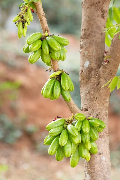 Κοντινό Μπουκέτο Από Φρούτα Bilimbi Δέντρο Στην Εκμετάλλευση — Φωτογραφία Αρχείου