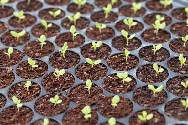 Närbild Liten Cos Sallad Grönsak Groddar Sådd Bricka Ekologisk Plantering — Stockfoto