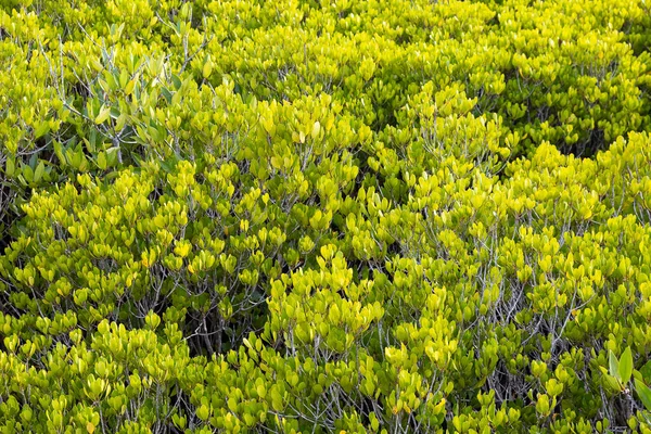 Ceriops Tagal Forest Wide Mangrove Area — ストック写真