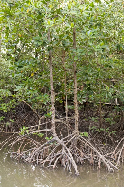 Bosque Blume Rhizophora Apiculata Zona Manglar Rojo Árbol Especial Con — Foto de Stock
