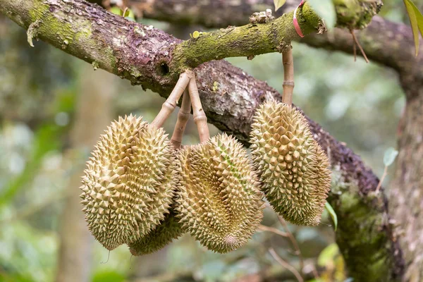 Monthong Durian Albero Dei Frutti Dalla Thailandia — Foto Stock