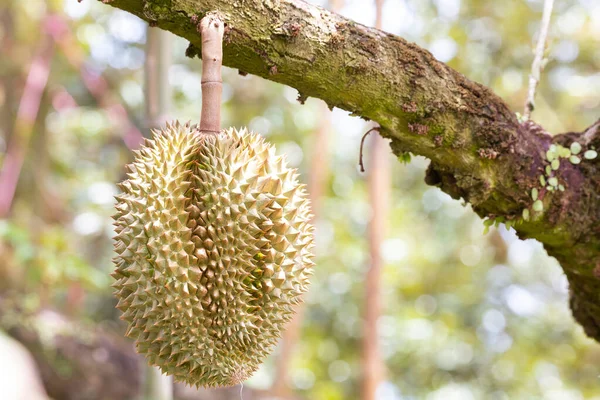 Monthong Durian Tree King Fruit Thailand — Stock Photo, Image