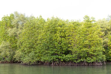 Mangrov bölgesindeki Rhizophora apiculata blume ormanı, aksesuar kökü ya da destek kökü olan özel bir ağaç ve havalanmak için.