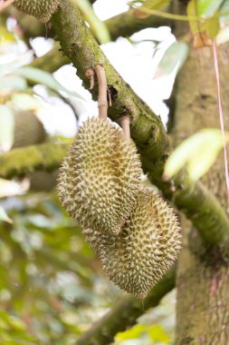 Ağaçta Monthong Durian, Tayland 'ın meyve kralı.