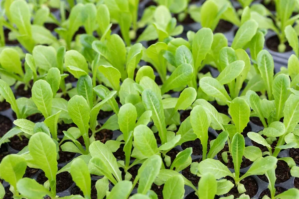 Närbild Liten Cos Sallad Grönsak Groddar Sådd Bricka Ekologisk Plantering — Stockfoto