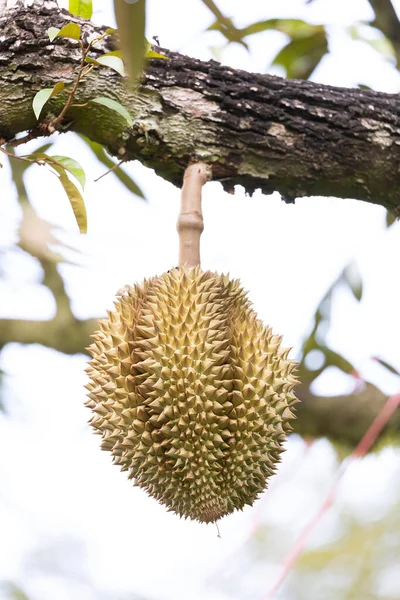 Monthong Durian Tree King Fruit Thailand — Stock Photo, Image