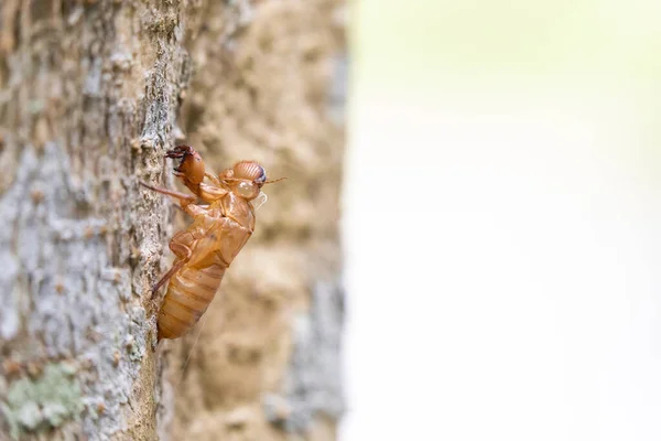 Detailní Cicada Skvrny Velkém Stromě Zahradě — Stock fotografie