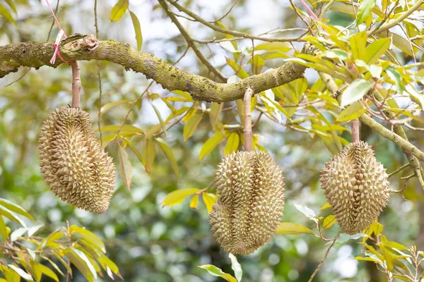 Monthong Durian Árbol Rey Fruta Tailandia — Foto de Stock