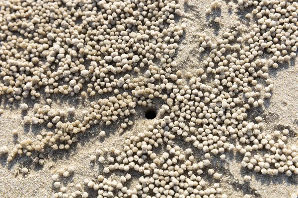 概要海岸のゴーストクラブ砂の生き物 — ストック写真