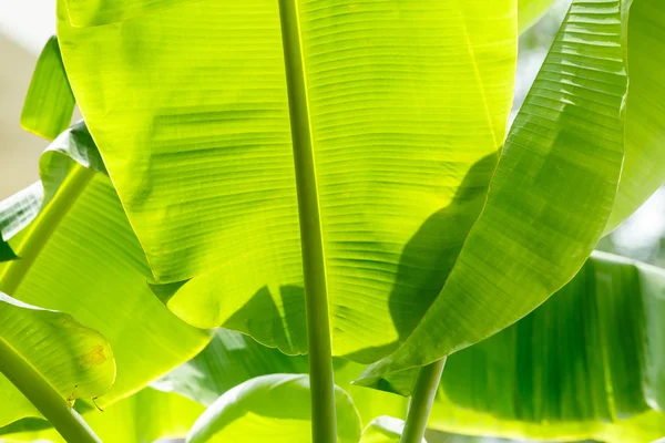 Bananenblad Rechtenvrije Stockafbeeldingen