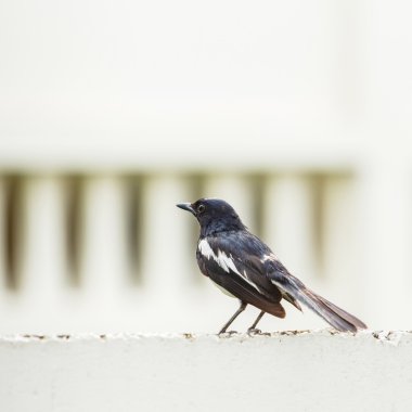 oryantal saksağan robin 