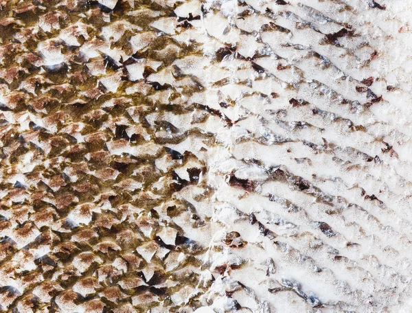 Fish skin — Stock Photo, Image