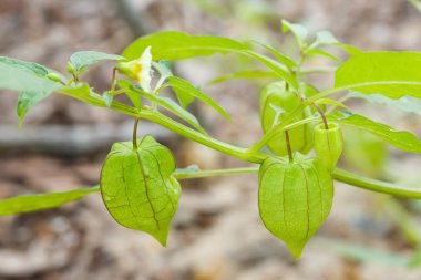 Physalis veya zemin kiraz
