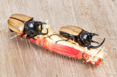 Beş boynuzlu böcek sarı