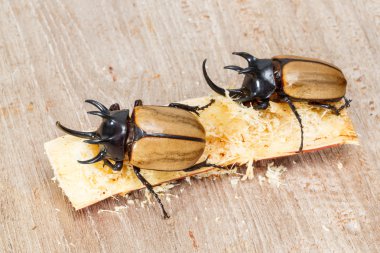 Beş boynuzlu böcek sarı