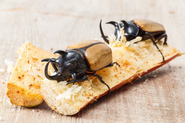 Beş boynuzlu böcek sarı