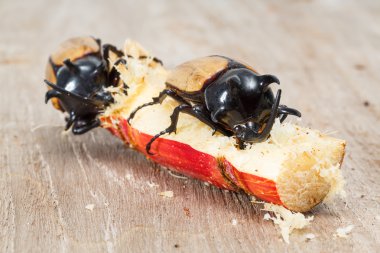 Beş boynuzlu böcek sarı