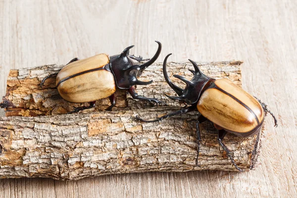 Yellow five horned beetle — Stock Photo, Image