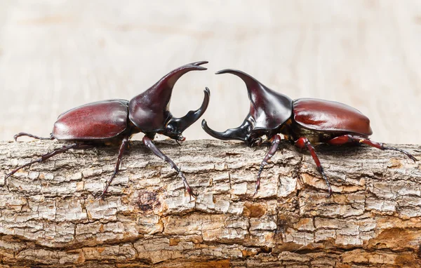 Fighting beetle — Stock Photo, Image