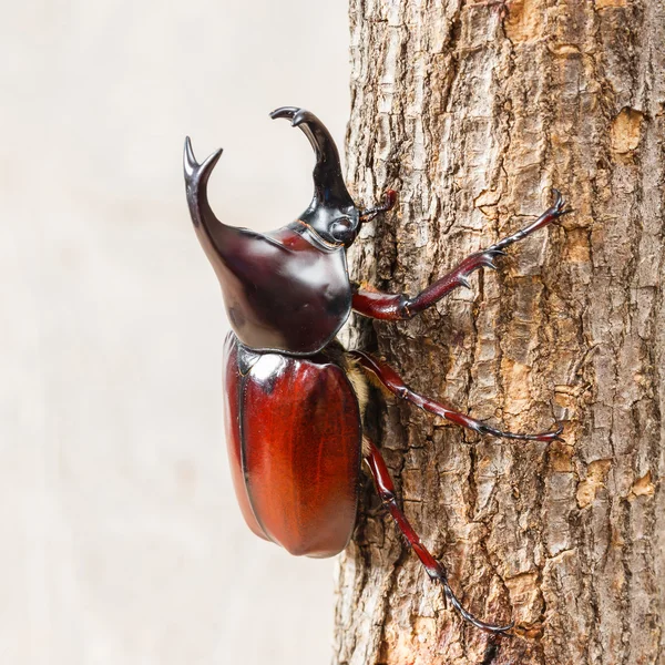 Escarabajo de la lucha —  Fotos de Stock