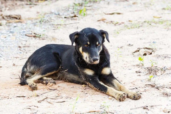 Herrelös hund — Stockfoto