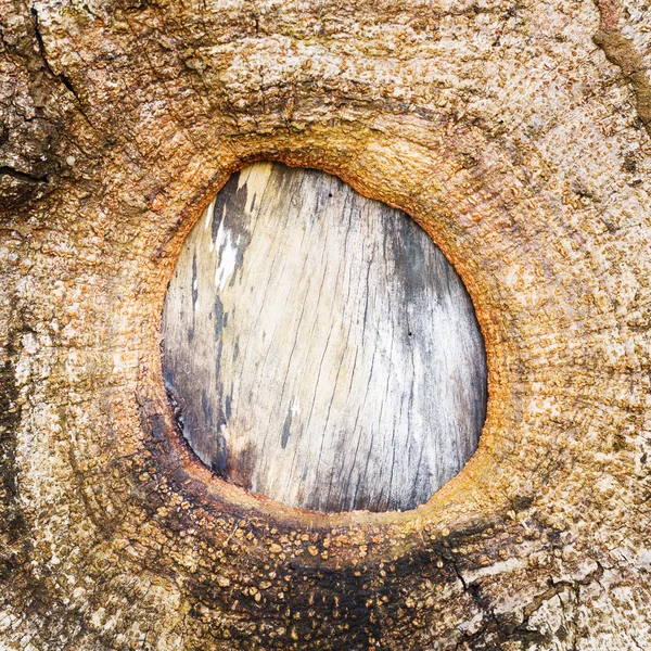 Écorce d'arbre — Photo