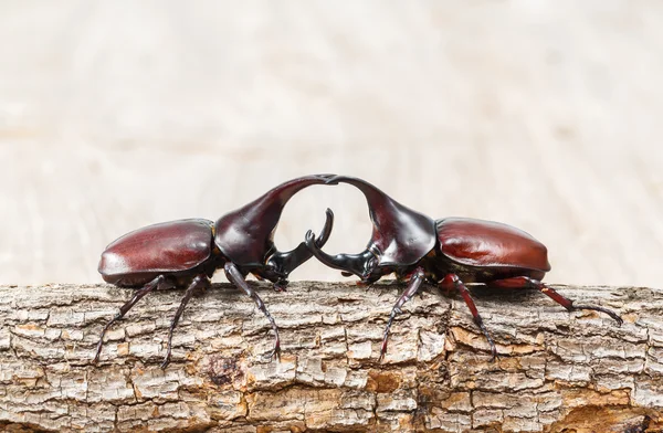 Fighting beetle — Stock Photo, Image