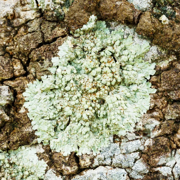 Lichen — Photo
