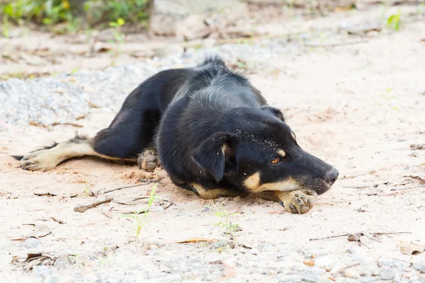 Straßenhund — Stockfoto