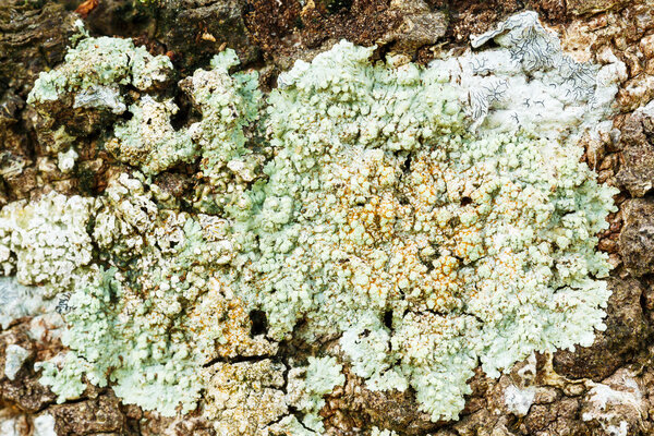 Lichen