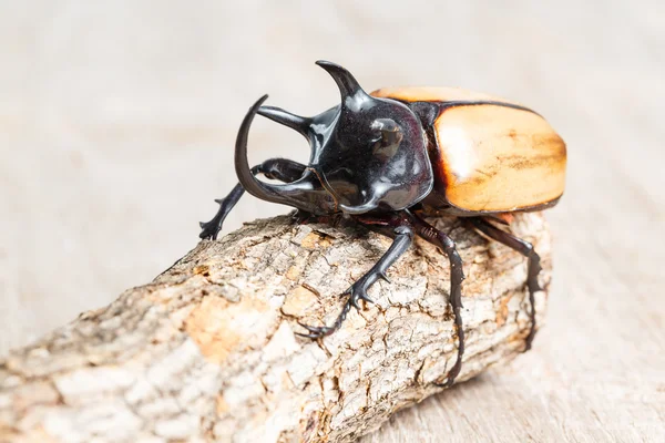 Yellow five horned beetle — Stock Photo, Image