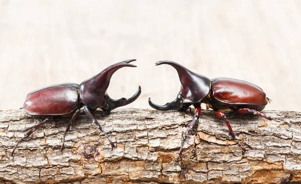 Fighting beetle — Stock Photo, Image