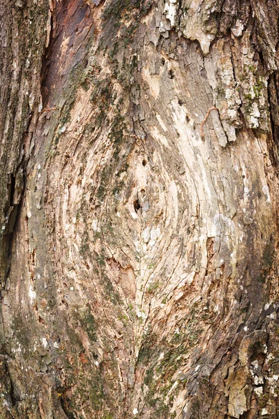 Écorce d'arbre — Photo