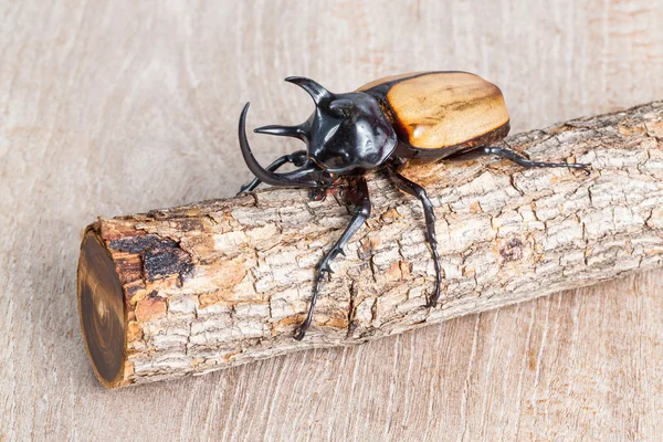 Yellow five horned beetle — Stock Photo, Image