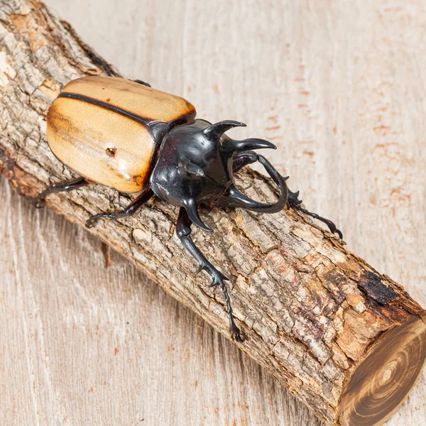 Yellow five horned beetle — Stock Photo, Image