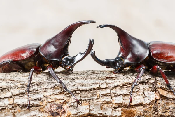 Fighting beetle — Stock Photo, Image