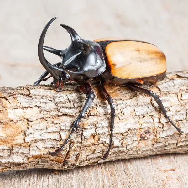 Yellow five horned beetle — Stock Photo, Image